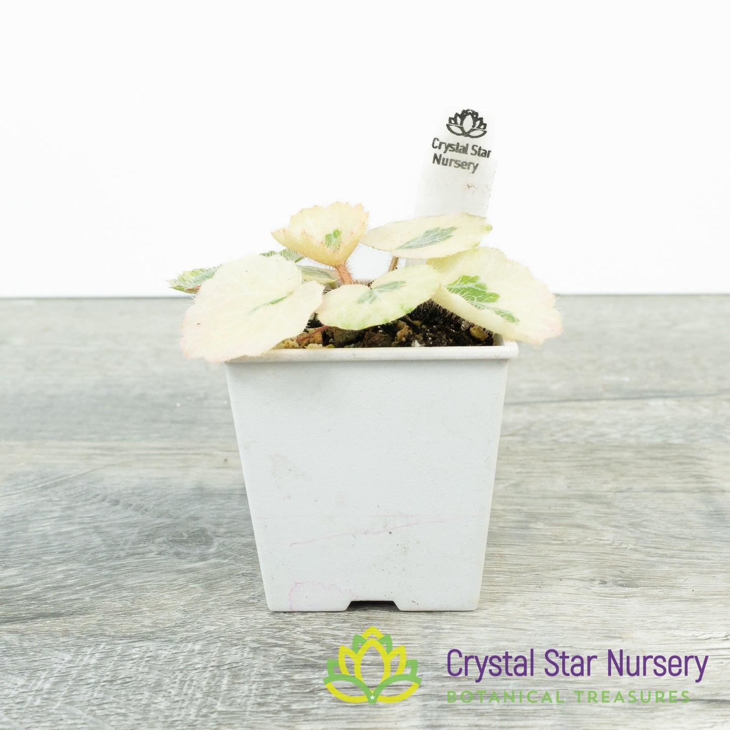 Saxifraga Stolonifera Variegated 'Snowdrop Seven Changes'