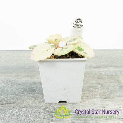 Saxifraga Stolonifera Variegated 'Snowdrop Seven Changes'
