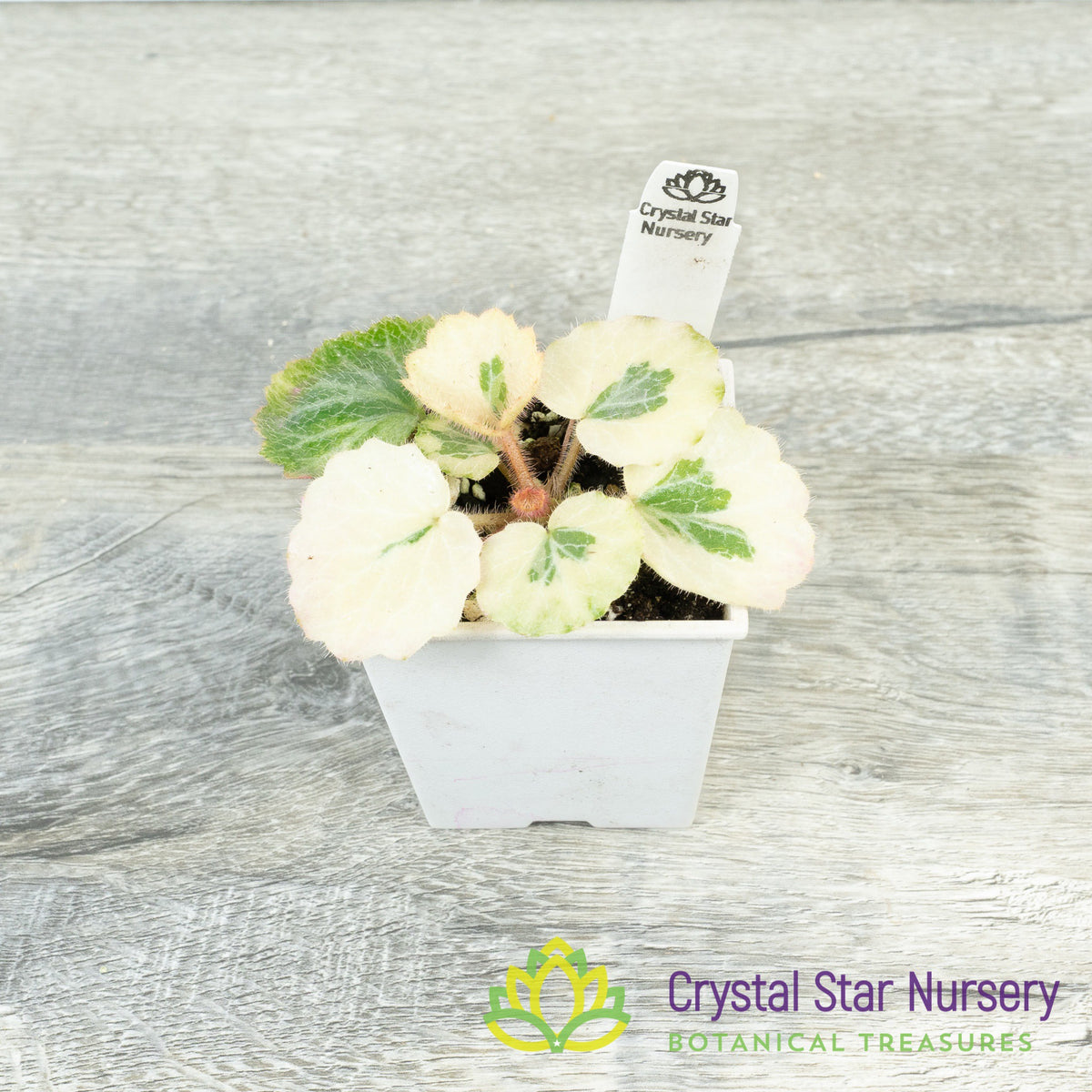 Saxifraga Stolonifera Variegated &#39;Snowdrop Seven Changes&#39;