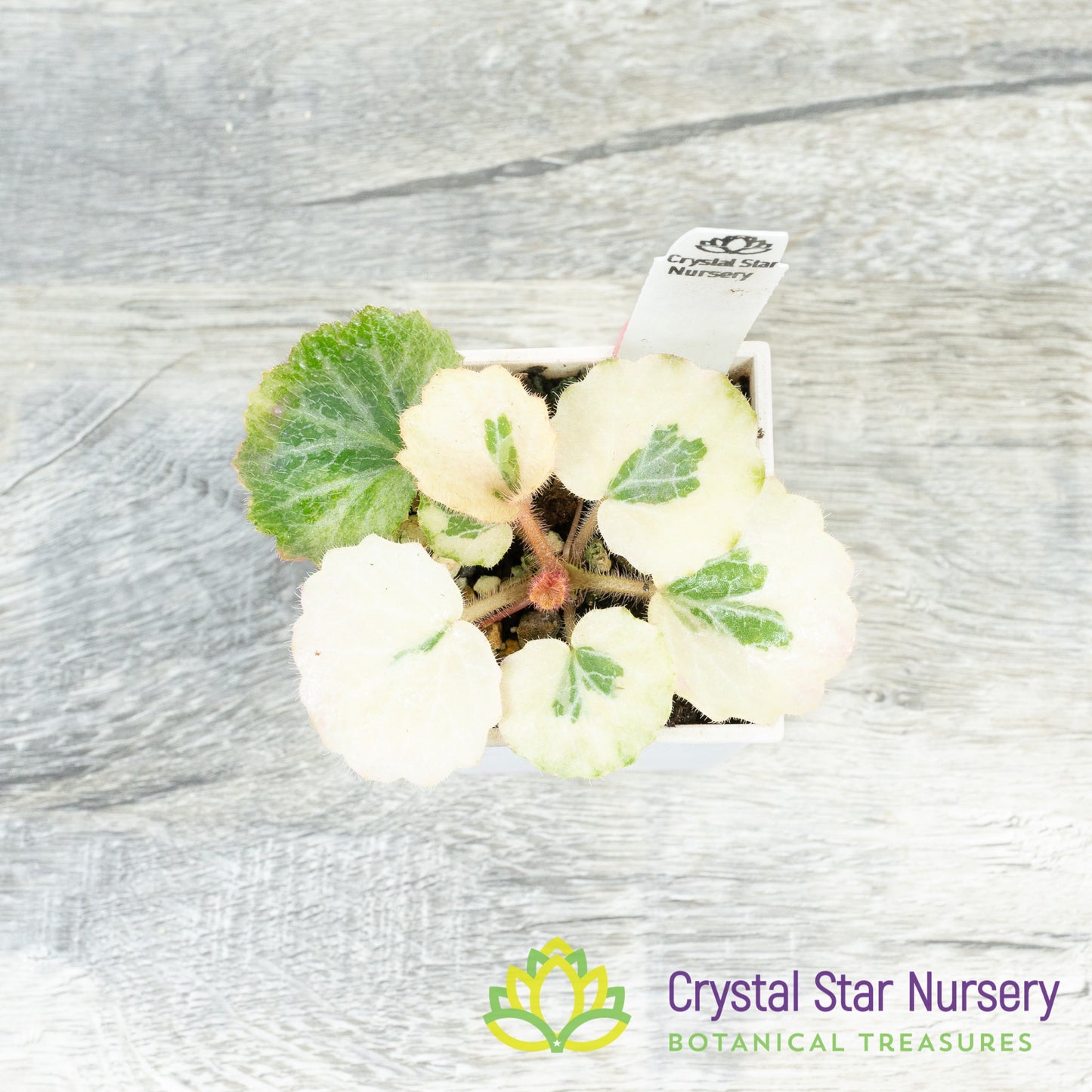 Saxifraga Stolonifera Variegated 'Snowdrop Seven Changes'
