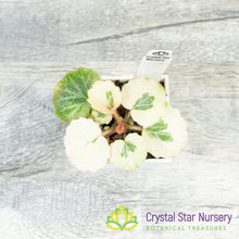 Saxifraga Stolonifera Variegated 'Snowdrop Seven Changes'