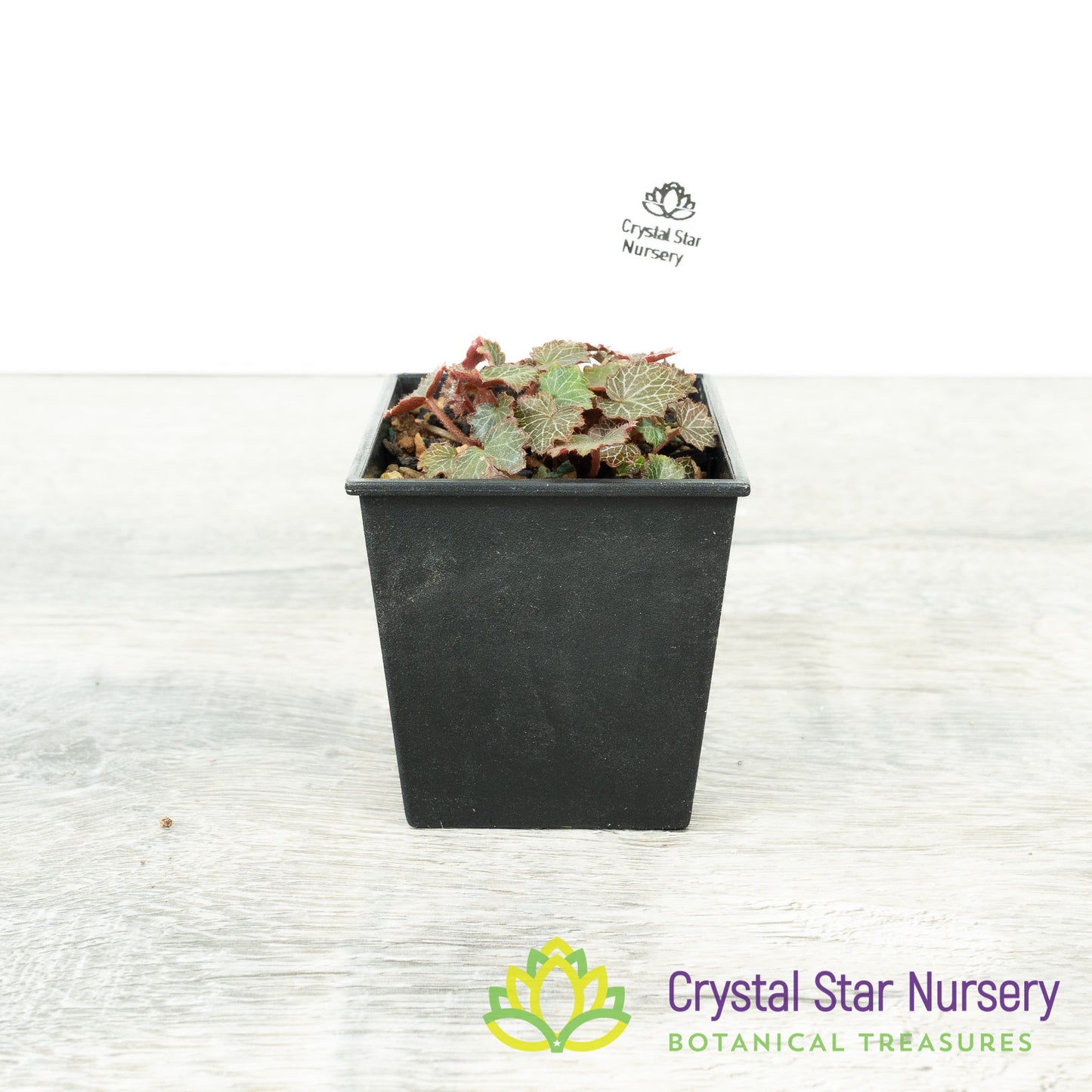 Micro Saxifraga Stolonifera (Micro Strawberry Begonia)