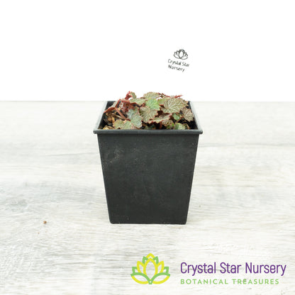 Micro Saxifraga Stolonifera (Micro Strawberry Begonia)