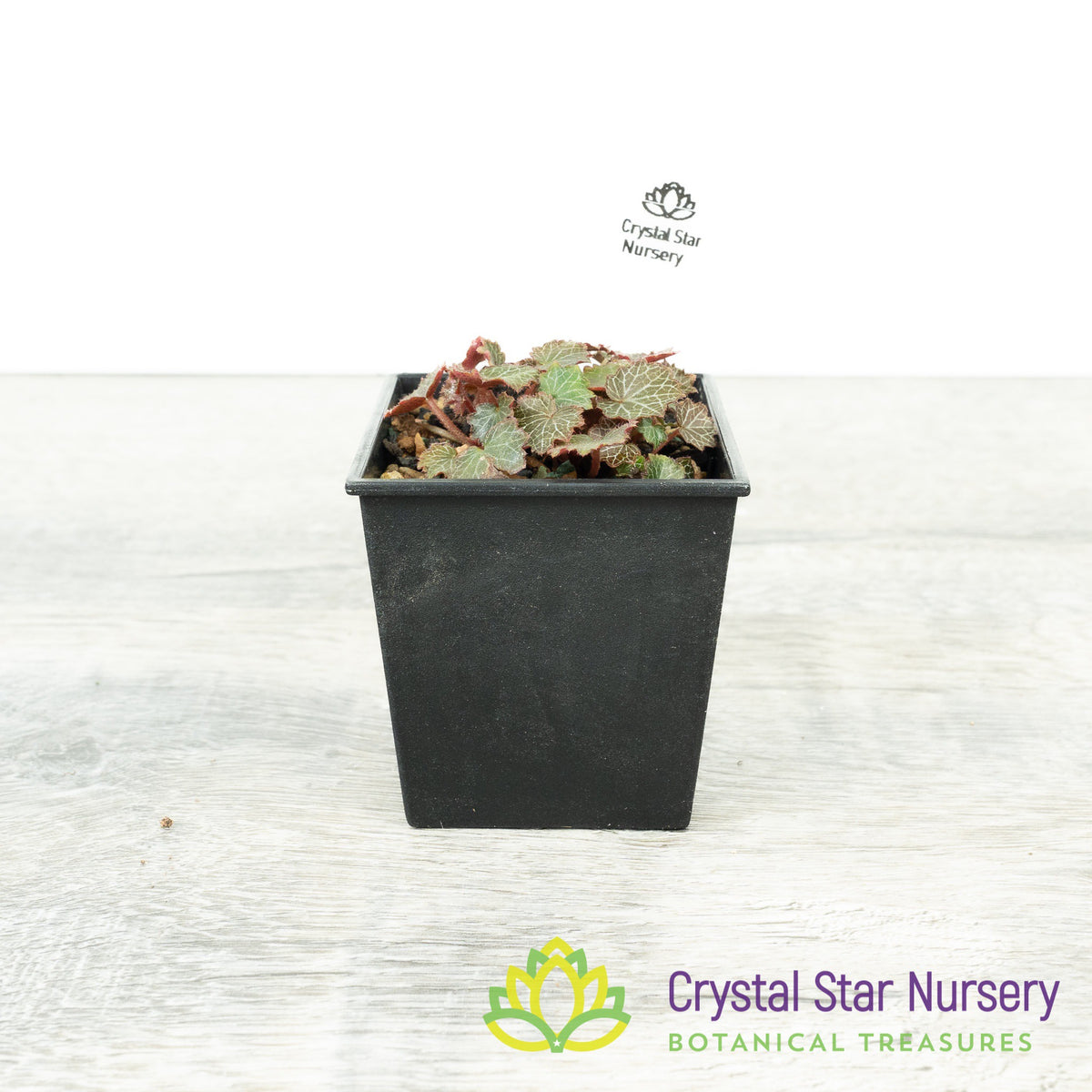 Micro Saxifraga Stolonifera (Micro Strawberry Begonia)