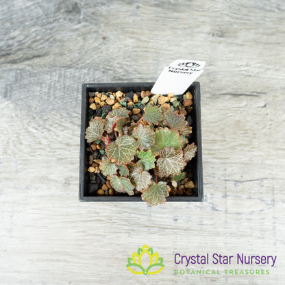 Micro Saxifraga Stolonifera (Micro Strawberry Begonia)