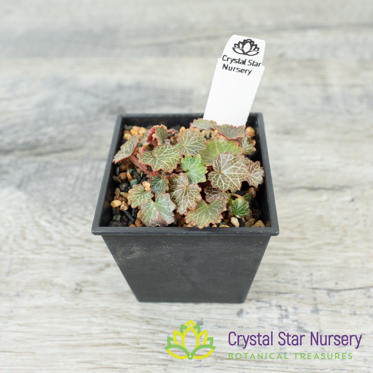 Micro Saxifraga Stolonifera (Micro Strawberry Begonia)
