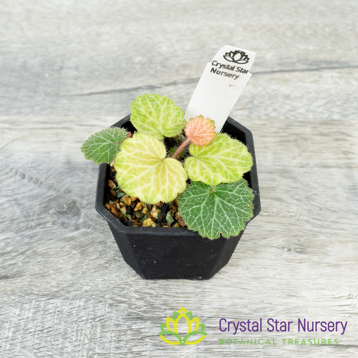 Saxifraga Stolonifera &#39;Seven Changes&#39;