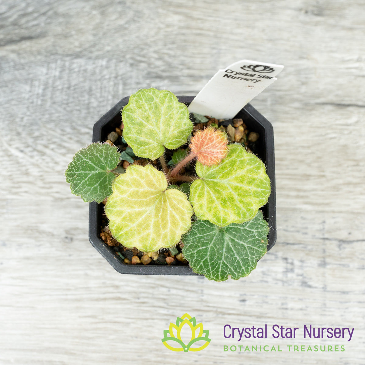 Saxifraga Stolonifera &#39;Seven Changes&#39;