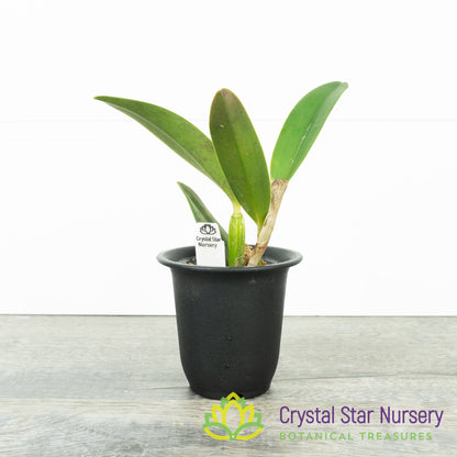 Sophrocattleya Crystelle Smith 'N.R' HCC/AOS (CTA-502)