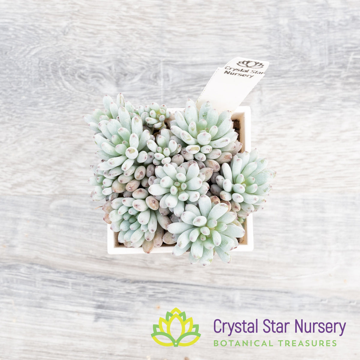 Sedum Blue Beans