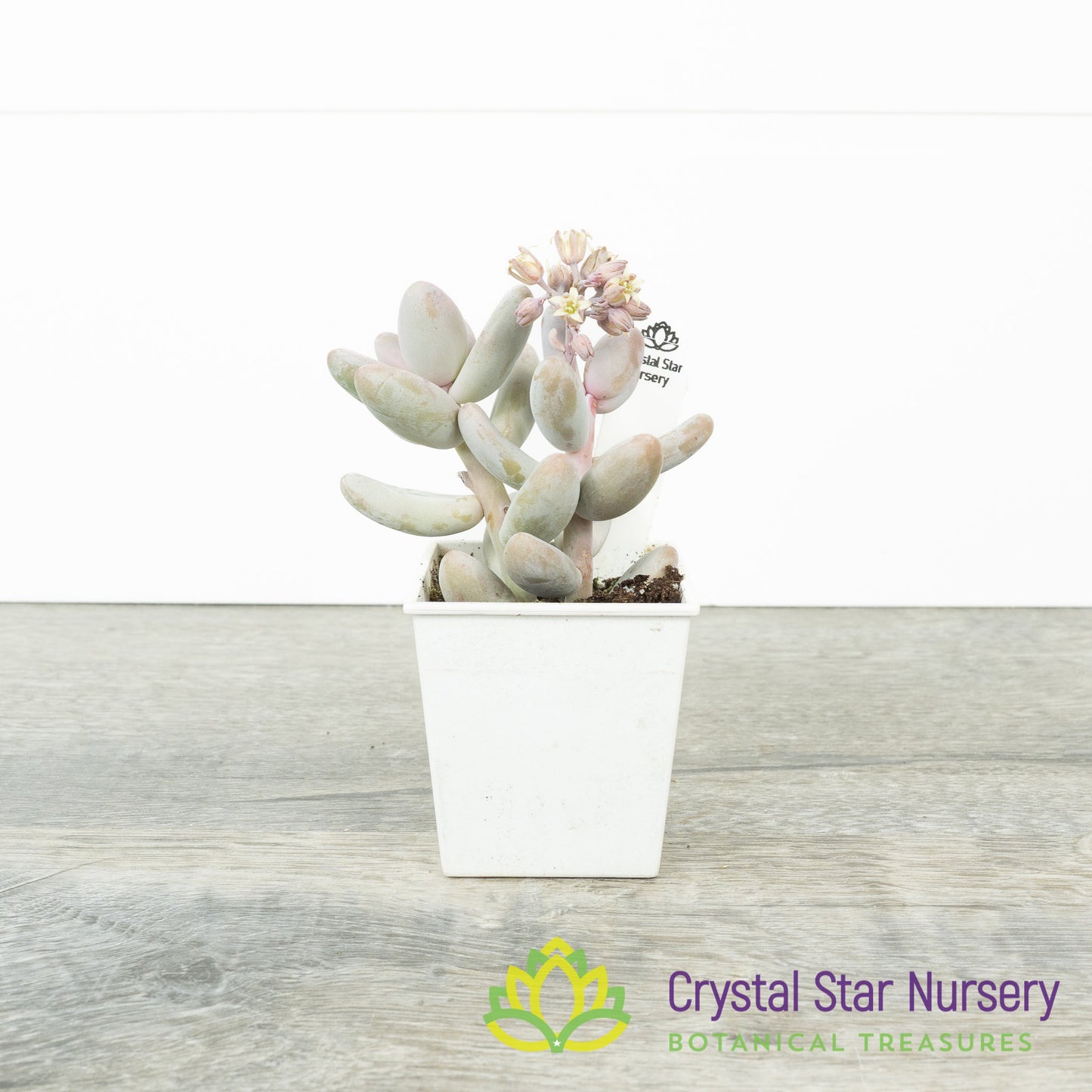 Sedum Craigii