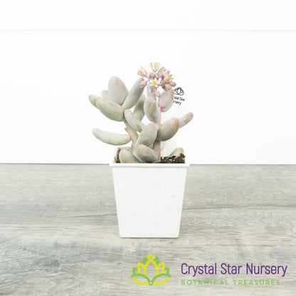 Sedum Craigii