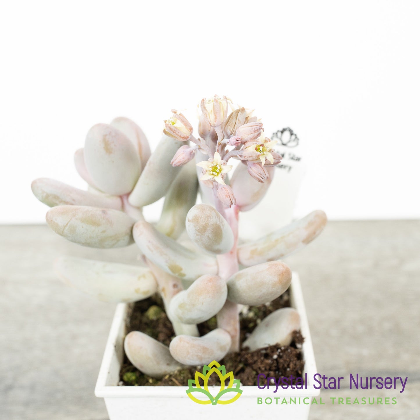Sedum Craigii