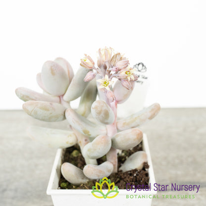 Sedum Craigii