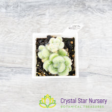 Sedum hintonii