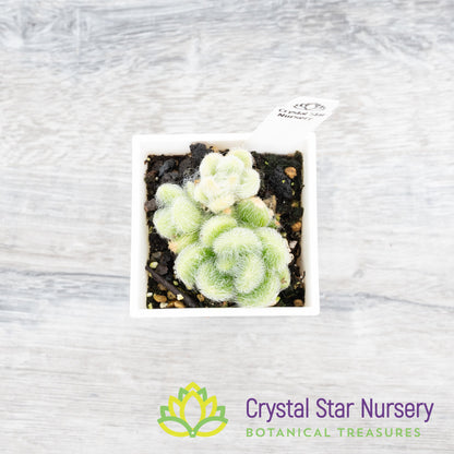 Sedum hintonii