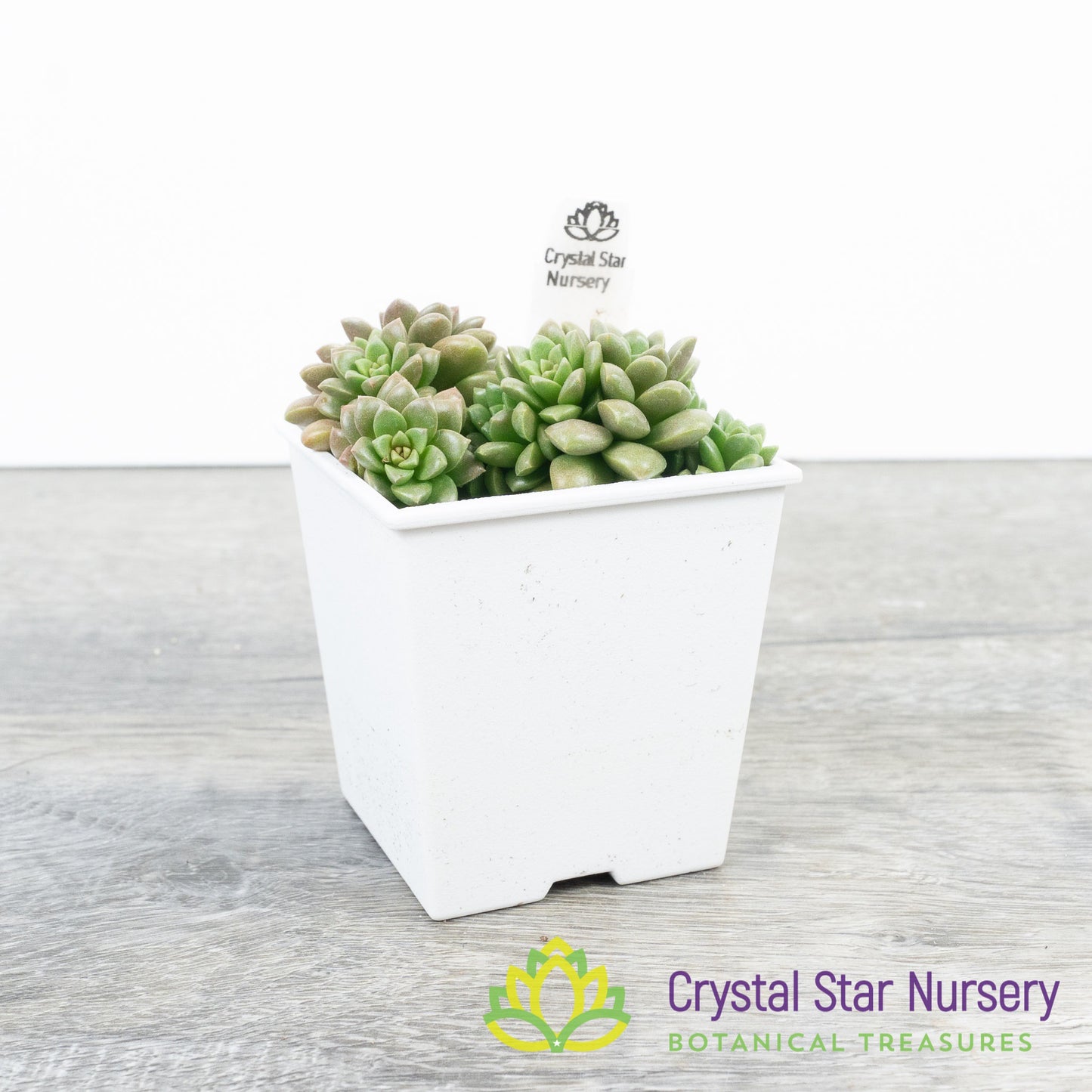 Sedum Little Gem
