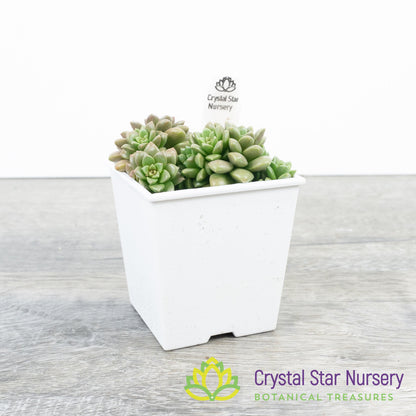 Sedum Little Gem
