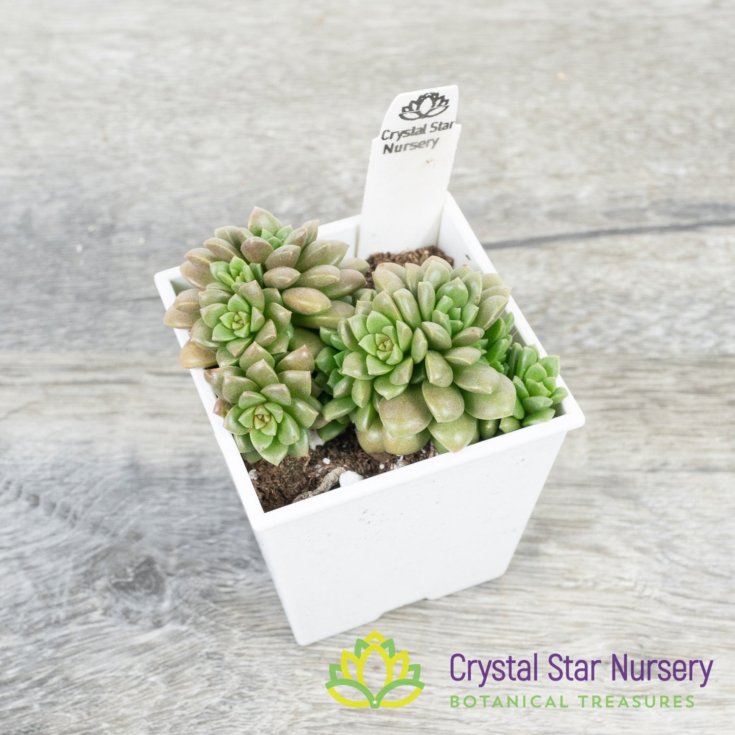 Sedum Little Gem