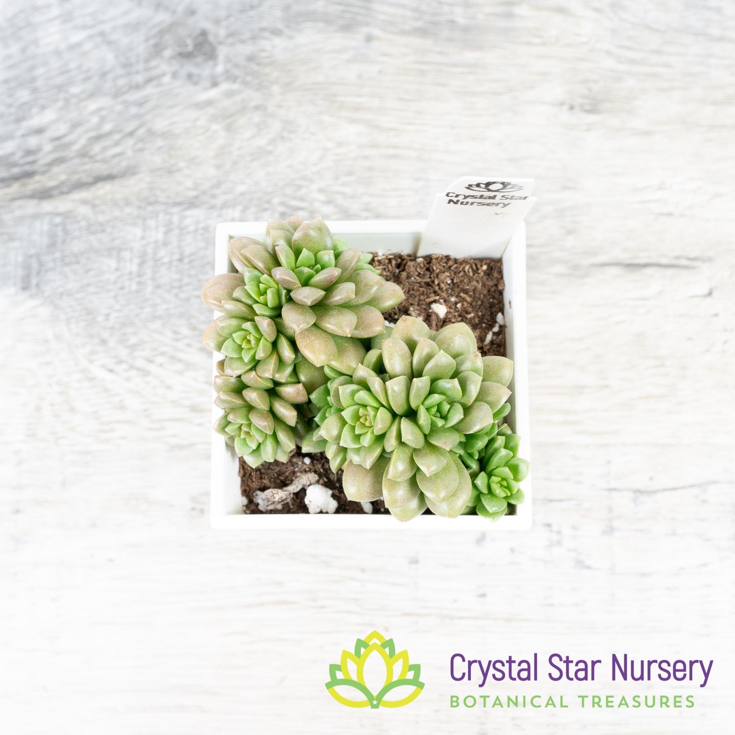 Sedum Little Gem