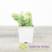 Sedum Morganianum 'Burro's Tail'