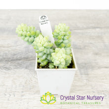 Sedum Morganianum 'Burro's Tail'