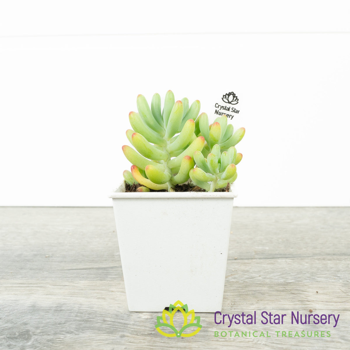 Sedum Pachyphyllum