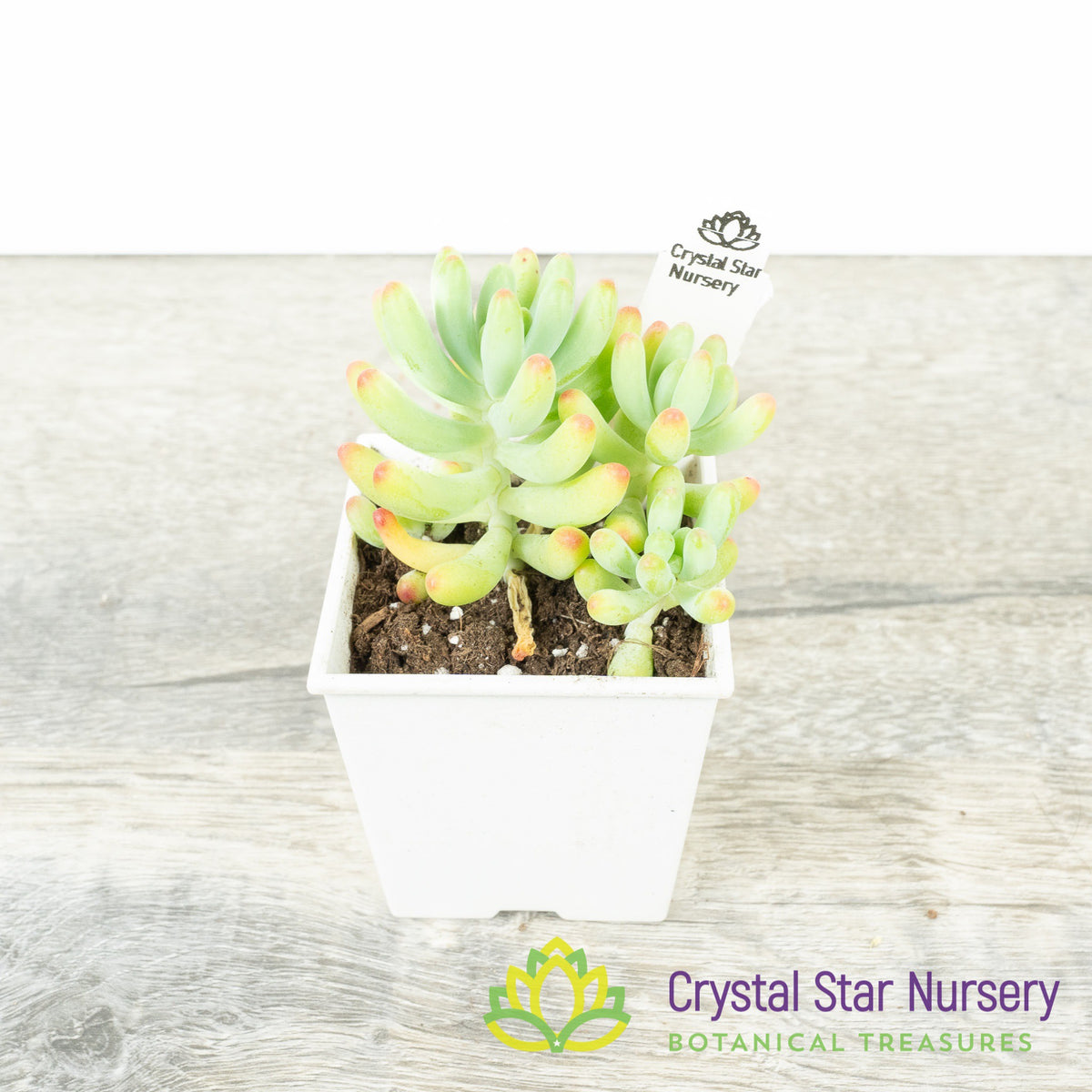 Sedum Pachyphyllum