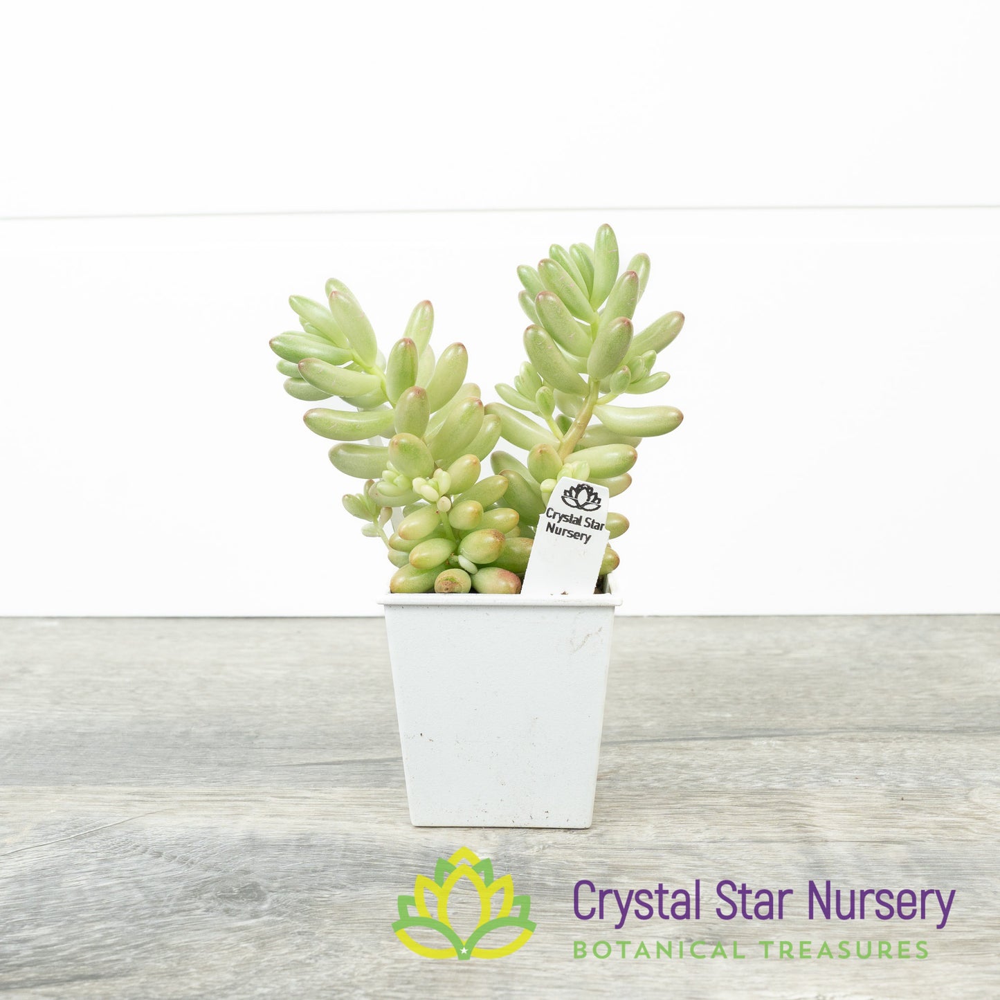 Sedum Rubrotinctum 'Aurora'