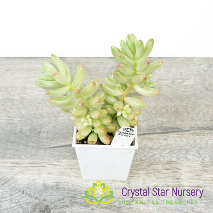 Sedum Rubrotinctum 'Aurora'