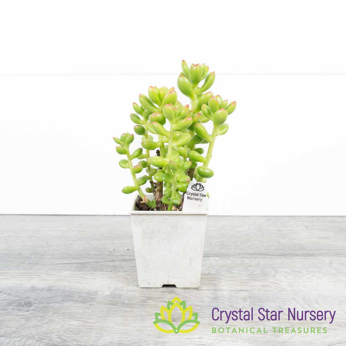 Sedum sp.