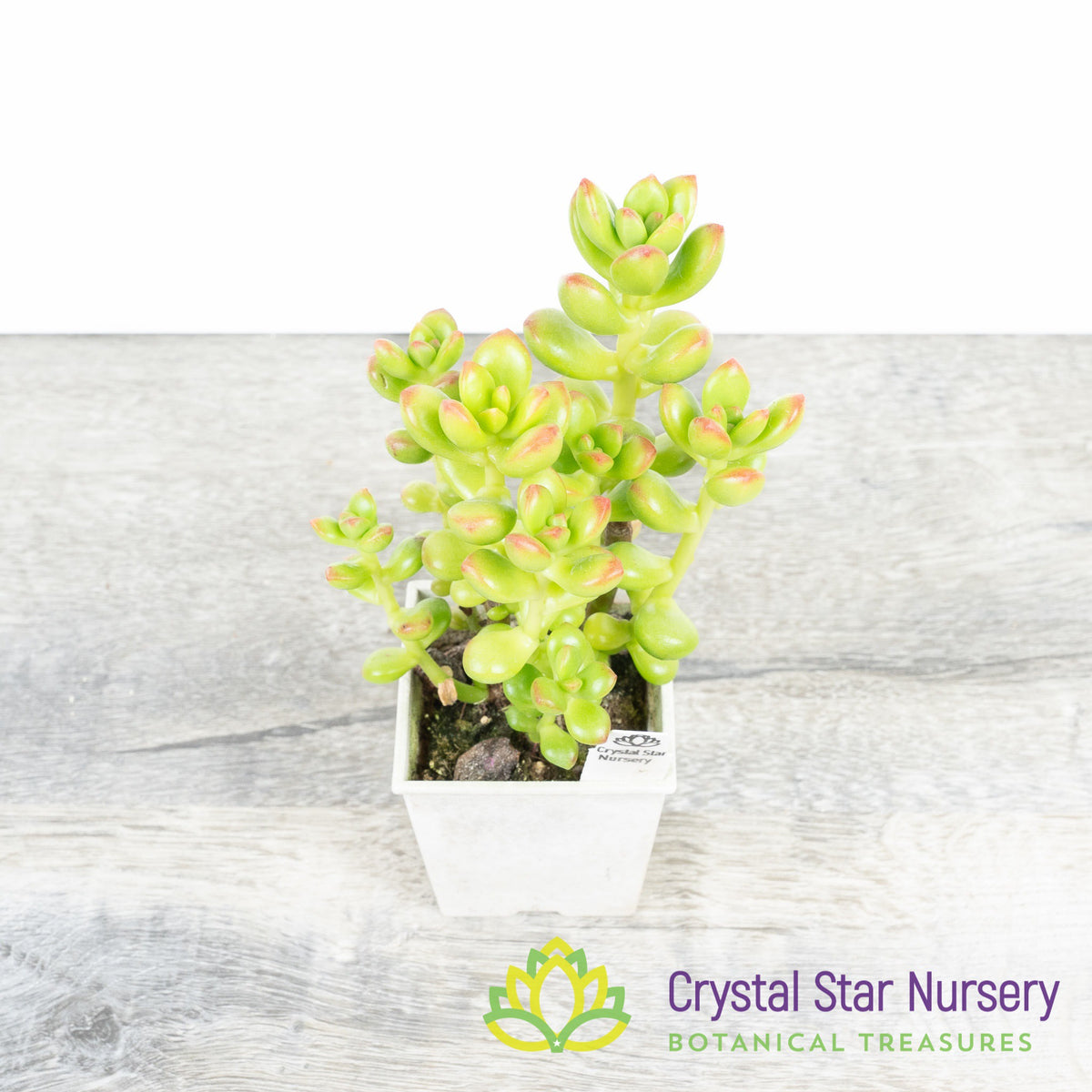 Sedum sp.