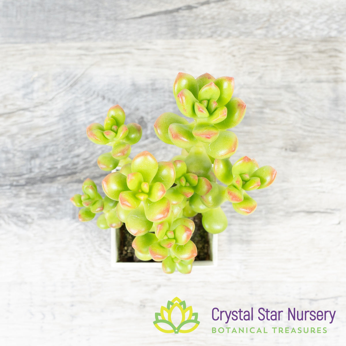 Sedum sp.