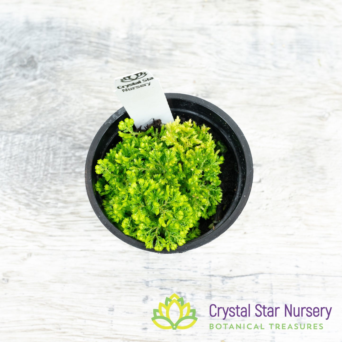 Selaginella kraussiana 'Brownii'