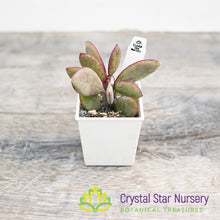 Senecio crassissimus