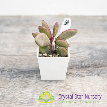 Senecio crassissimus