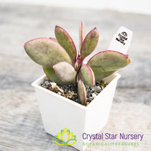 Senecio crassissimus