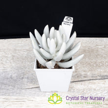 Senecio Haworthii (Wooly Senecio)