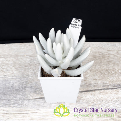 Senecio Haworthii (Wooly Senecio)