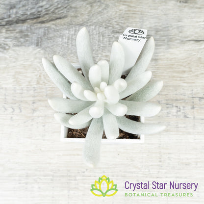 Senecio Haworthii (Wooly Senecio)