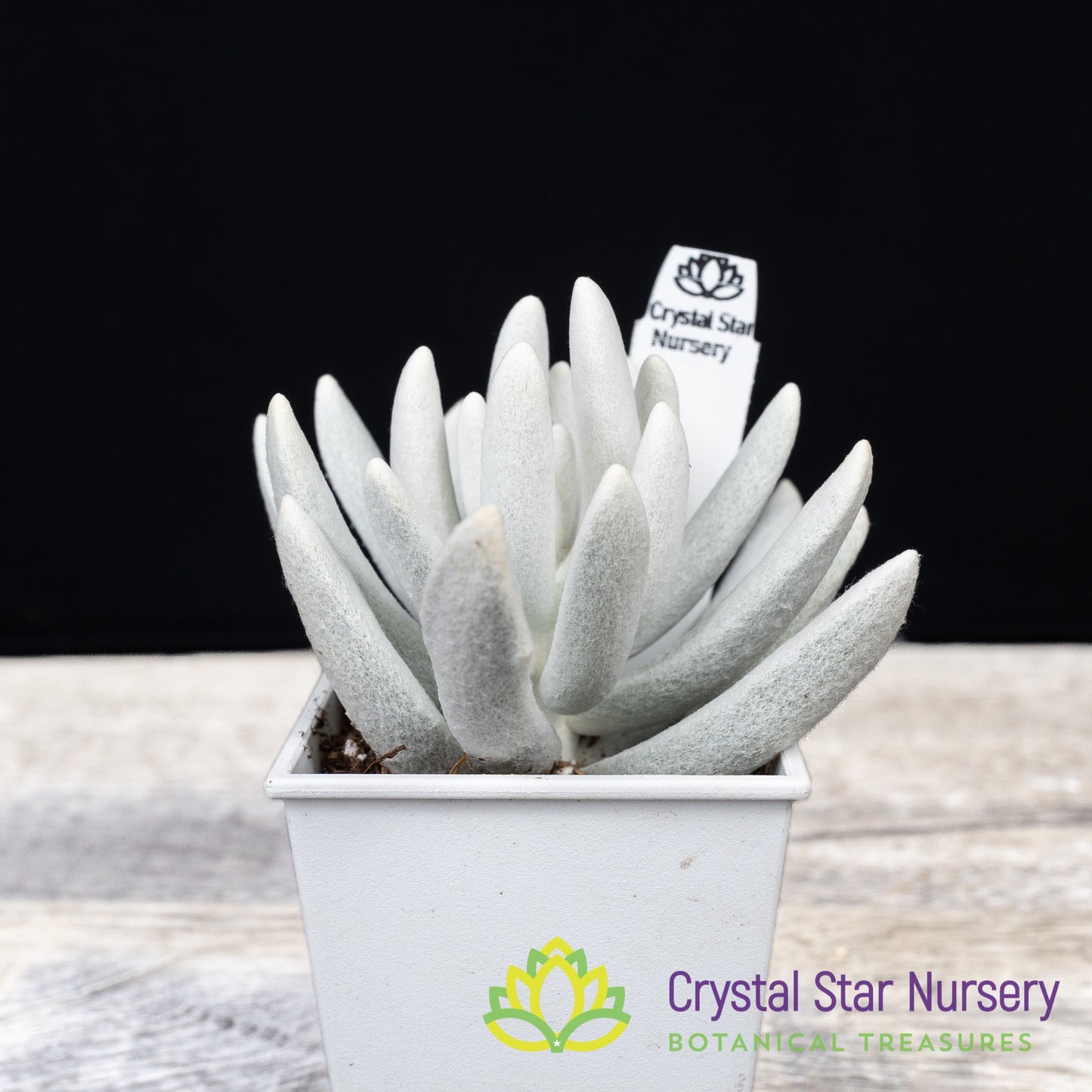 Senecio Haworthii (Wooly Senecio)