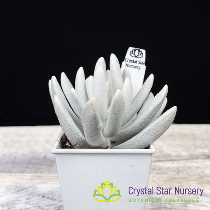 Senecio Haworthii (Wooly Senecio)