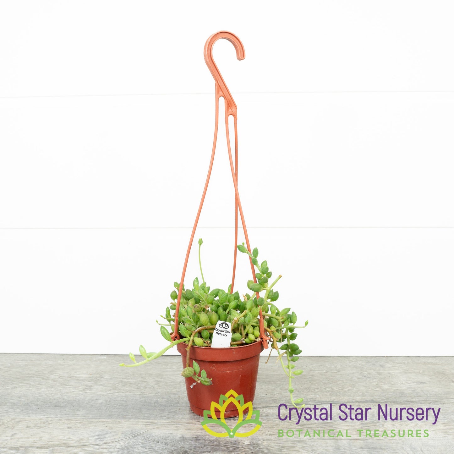 Senecio/Curio Herreanus 'String of watermelon'