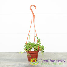 Senecio/Curio Herreanus 'String of watermelon'
