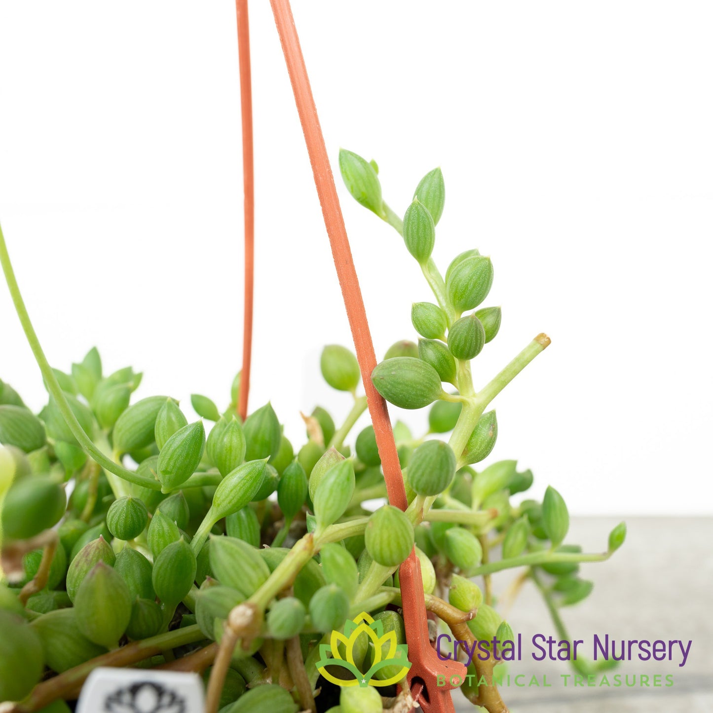 Senecio/Curio Herreanus 'String of watermelon'