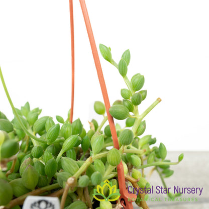 Senecio/Curio Herreanus 'String of watermelon'