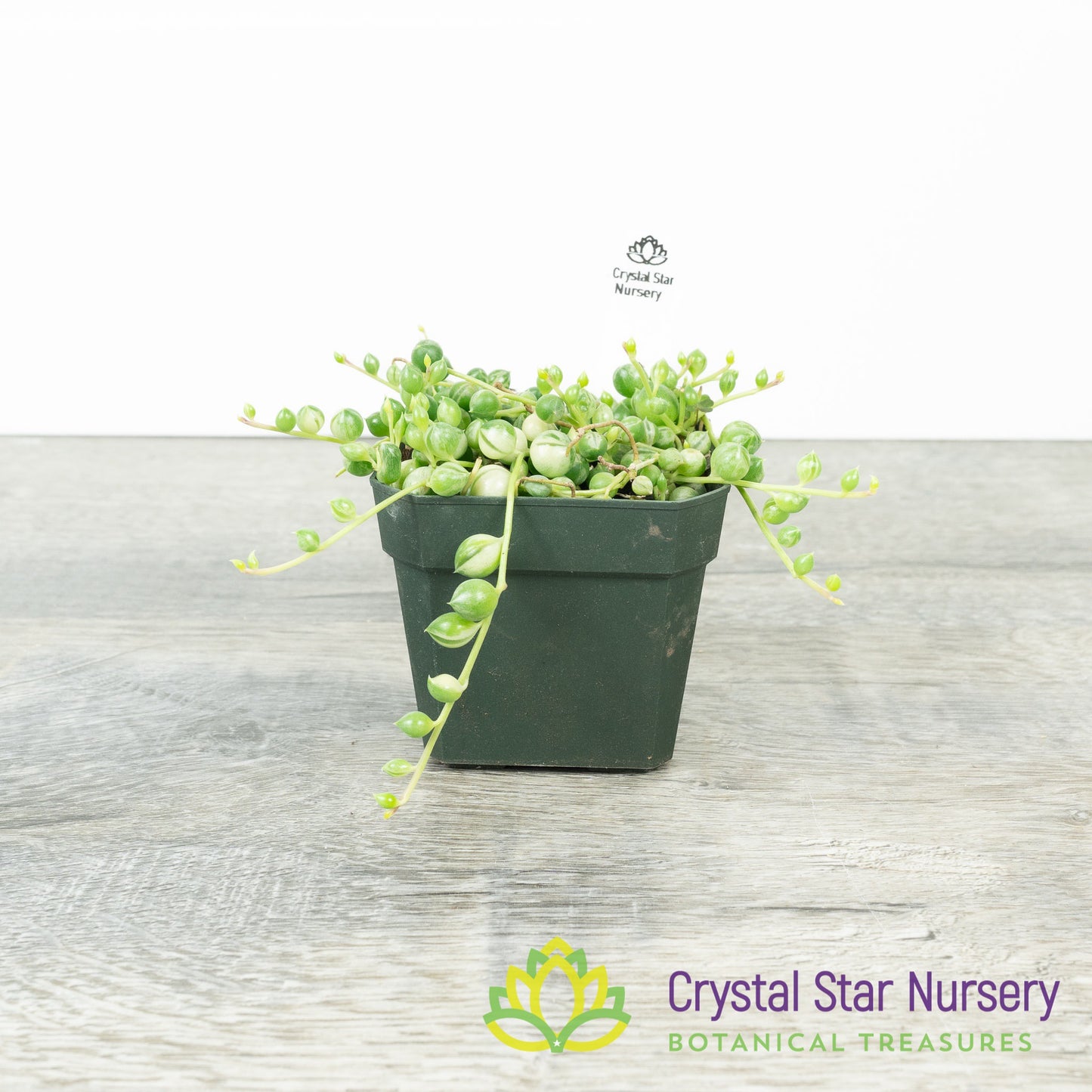 Senecio/Curio Rowleyanus Variegated - Variegated String of pearls