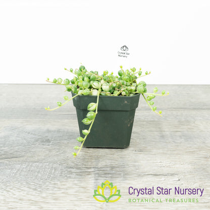 Senecio/Curio Rowleyanus Variegated - Variegated String of pearls