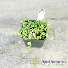 Senecio/Curio Rowleyanus Variegated - Variegated String of pearls