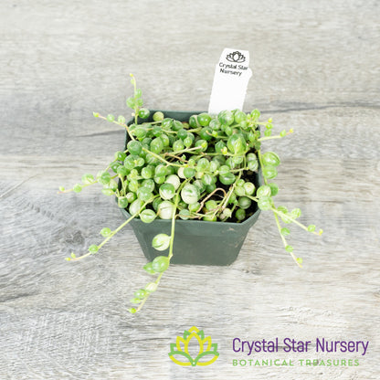 Senecio/Curio Rowleyanus Variegated - Variegated String of pearls